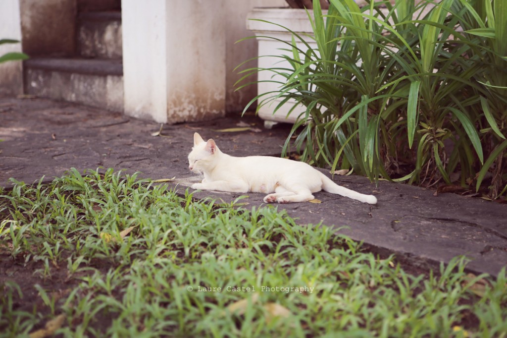 Les Petits Riens Thailande chats