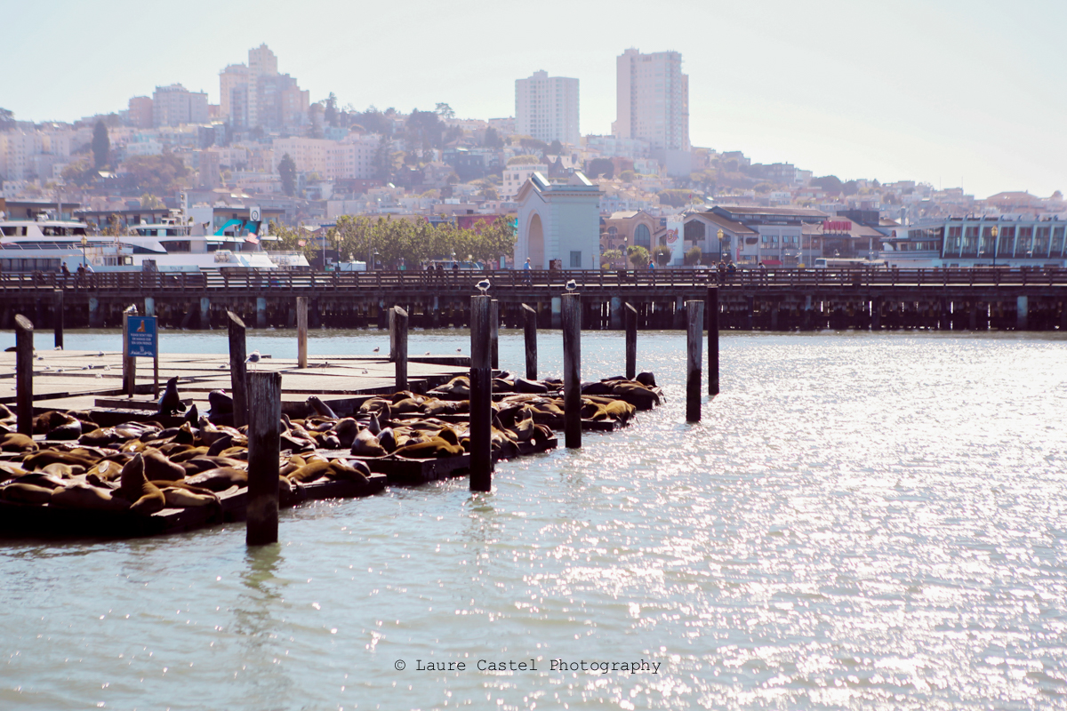 Californie San Francisco | Les Petits Riens