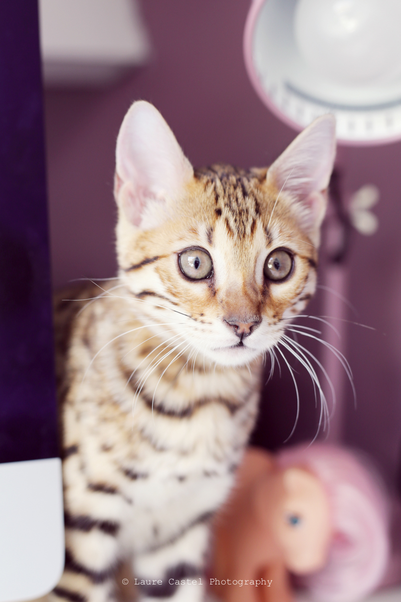 Chat de Bengal chaton 3 mois | Les Petits Riens