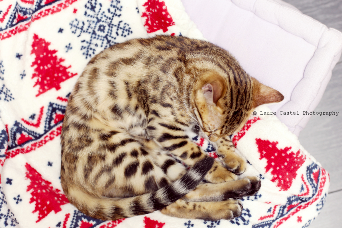 Chat de Bengal chaton 3 mois | Les Petits Riens